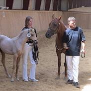 Palomino Gantrup Tjalfe