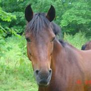 Connemara Søstholm Caitlin- Savnet 