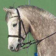 Anden særlig race Mister