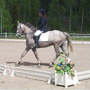 Anden særlig race Mister