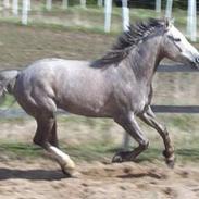 Anden særlig race Mister