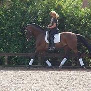 Anden særlig race Von Domino 