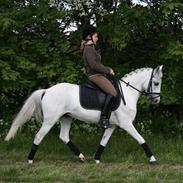 Welsh Pony af Cob-type (sec C) Bugatti<3