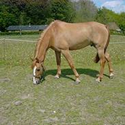 Anden særlig race Galliano