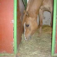 Anden særlig race Galliano