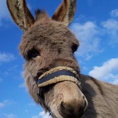 Anden særlig race Smedehusets Mathias