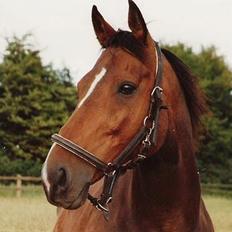 Fuldblod (XX) Ballard xx (R.I.P)