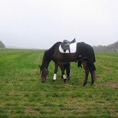 Fuldblod (XX) Ballard xx (R.I.P)