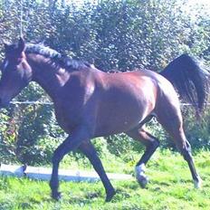 Anden særlig race Jussie *solgt*