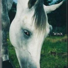 Arabisk fuldblod (OX) Edward FA 114/98