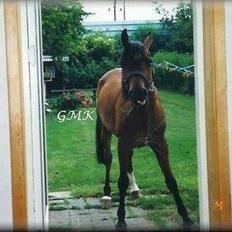 Arabisk fuldblod (OX) Kacymet ox 1881