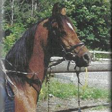 Arabisk fuldblod (OX) Kacymet ox 1881