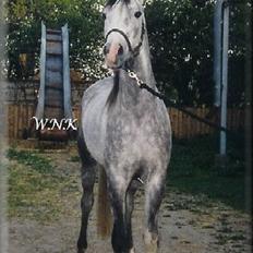 Arabisk fuldblod (OX) Edward FA 114/98