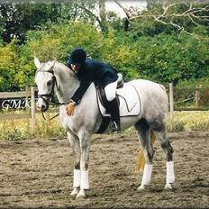 Arabisk fuldblod (OX) Edward FA 114/98