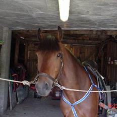 Koldblodstraver Molteberg Prinsen