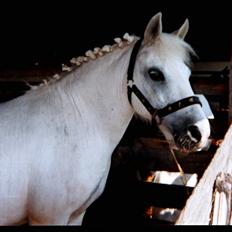 Dartmoor † Donna af stegstedgård †