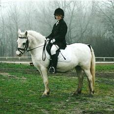 Dartmoor † Donna af stegstedgård †