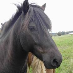 Islænder Baldur *SOLGT*