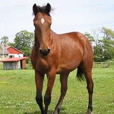 Traver Martinik Speedy