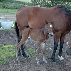 Traver Martinik Speedy