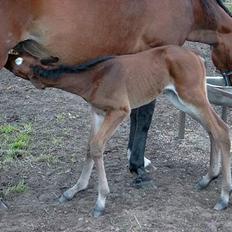 Traver Martinik Speedy