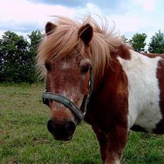 Shetlænder Dinamarka ( DØD )