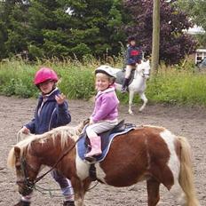 Shetlænder Dinamarka ( DØD )