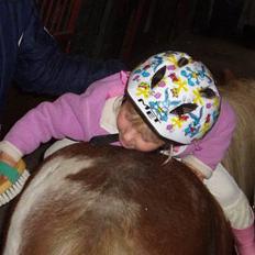 Shetlænder Dinamarka ( DØD )