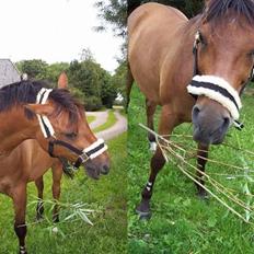 Anden særlig race Speedy T. S. SOLGT :'/ <3