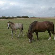 Welsh Pony (sec B) Sec. C Faron