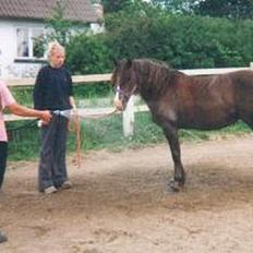 Welsh Pony (sec B) Sec. C Faron
