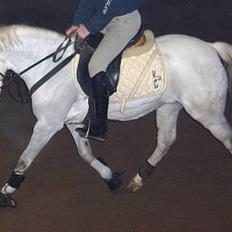 Welsh Pony af Cob-type (sec C) Glimmer