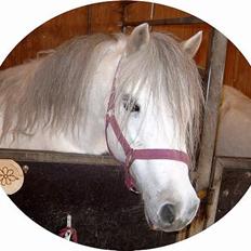 Welsh Mountain (sec A) Ormhøj Cindi (død)