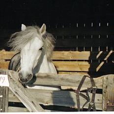 Welsh Mountain (sec A) Ormhøj Cindi (død)