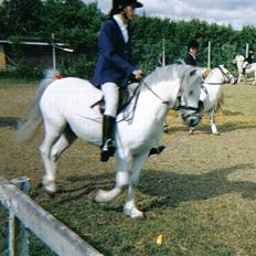 Welsh Mountain (sec A) Ormhøj Cindi (død)