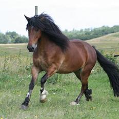 Welsh Cob (sec D) Pinocchio*R.I.P 21/2 2011