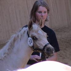 Palomino Gantrup Tjalfe