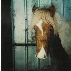 Islænder Skeifa fra Vium