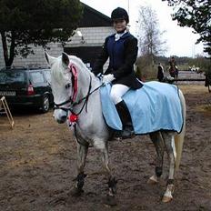 Anden særlig race  (solgt)