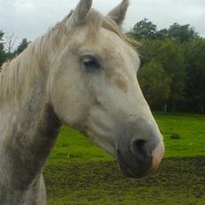 Anden særlig race Miss Furio