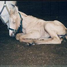 Anden særlig race Miss Furio