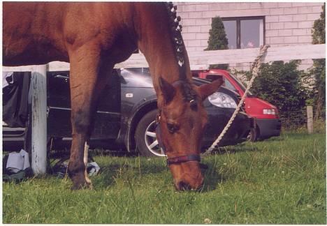 Anden særlig race Calvin Klein <3 R.I.P - Calle i Fjelsted billede 8