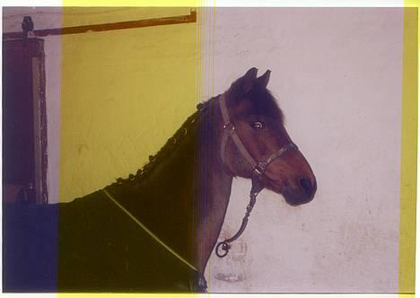 Anden særlig race Calvin Klein <3 R.I.P - Calle på staldgangen billede 9