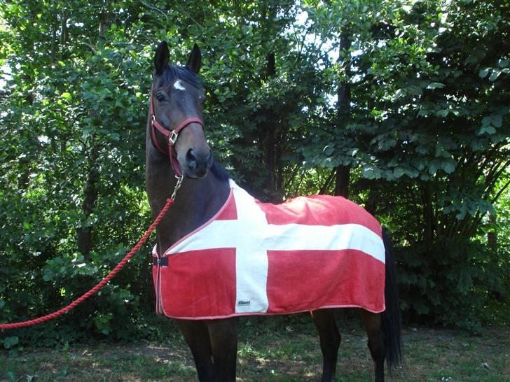 Hannoveraner Sir Sandro (kæmpe) R.I.P - Kæmpe i hans nye dækken, forår 08 billede 1