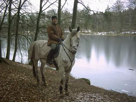 Knabstrupper Hugo Boss - En dejlig vinter skovtur. billede 8