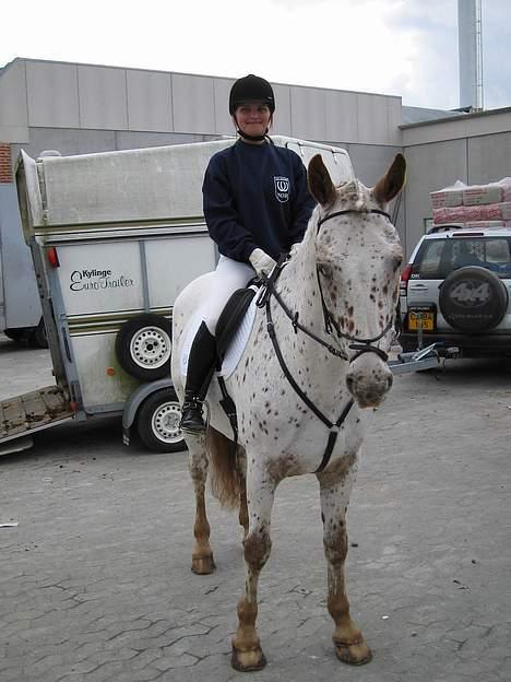 Knabstrupper Hugo Boss - I Fredensborg for at ride ved Kronprinsens bryllup.. billede 10