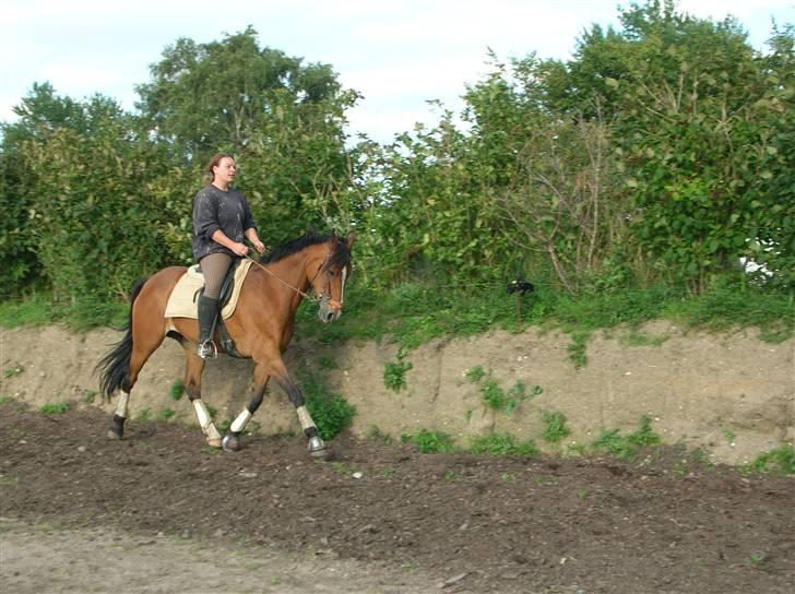 Fuldblod (XX) Dancing Heart - vi træner hjemme på banen...  billede 8
