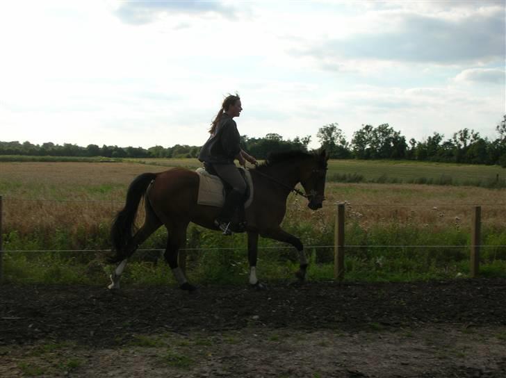 Fuldblod (XX) Dancing Heart - dressur træning... men vi er jo altsa ikke et dressur-par billede 9