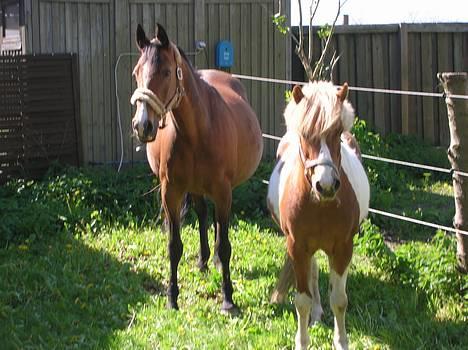 Fuldblod (XX) Dancing Heart - smukke sammen med lille trolden lamorra.. billede 10