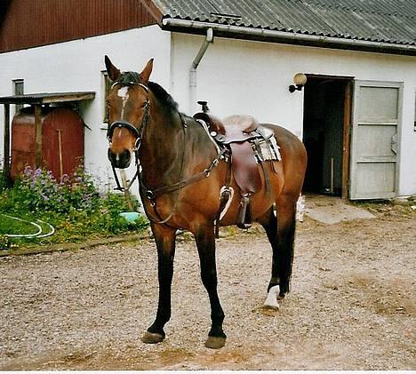 Oldenborg Rambo - Forklædt, som western-hest. billede 3